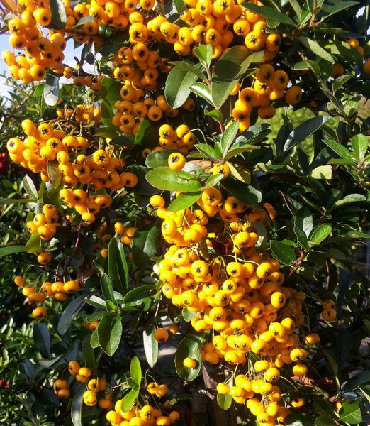 Pyracantha 'Soleil d'Or'
